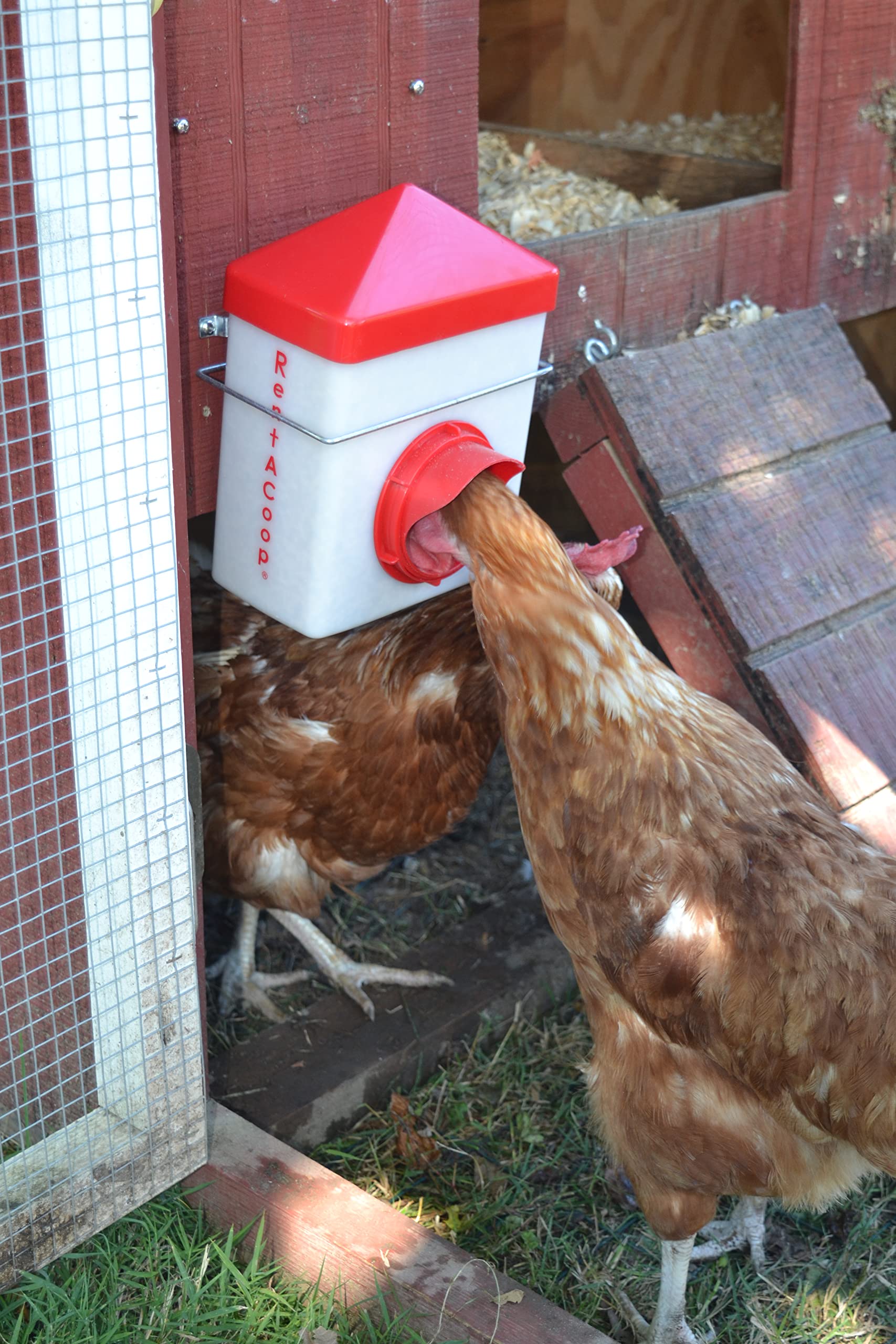 RentACoop Chick2Chicken feed port close-up shows controlled feeding.