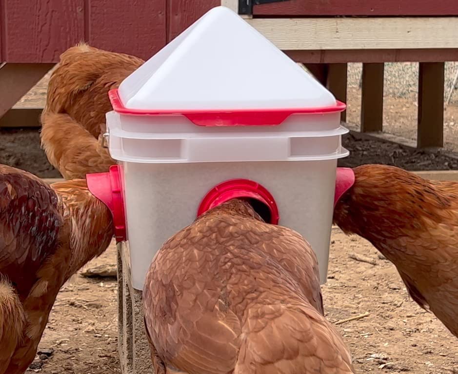 RentACoop Chick2Chicken weatherproof feeder shown in outdoor coop for year-round use