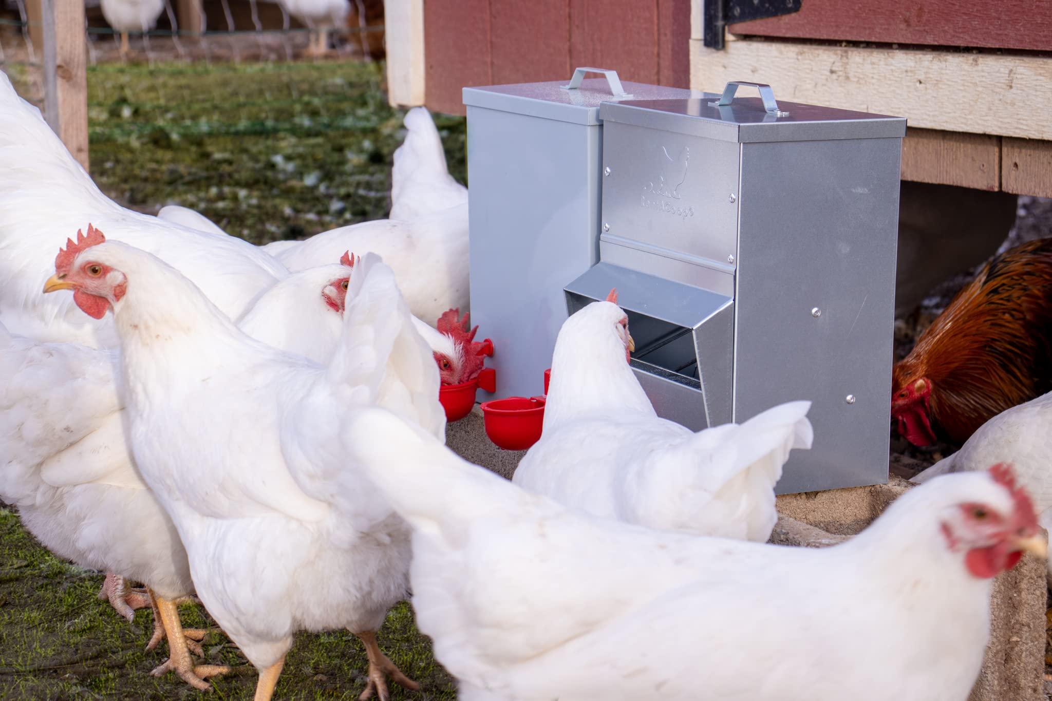 Chickens and bantams access RentACoop feeder for reliable feeding