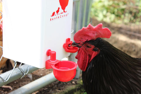 RentACoop clean-water system design minimizes algae and debris.