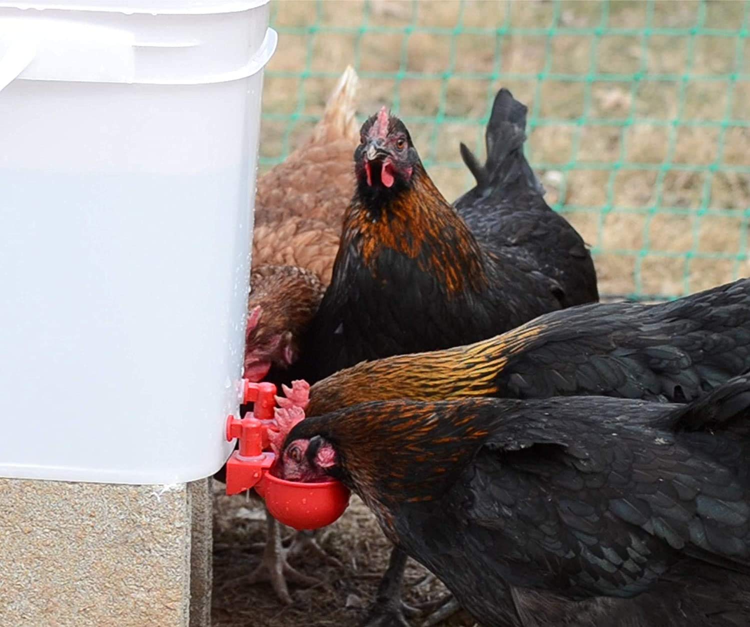 RentACoop cups stay three quarters full to reduce spills
