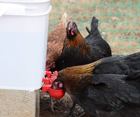 RentACoop cups stay three quarters full to reduce spills