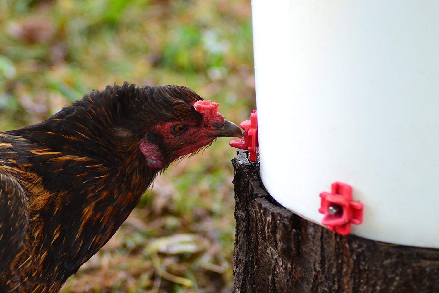 RentACoop DIY Waterer Kit demonstrates container compatibility for DIY waterers.