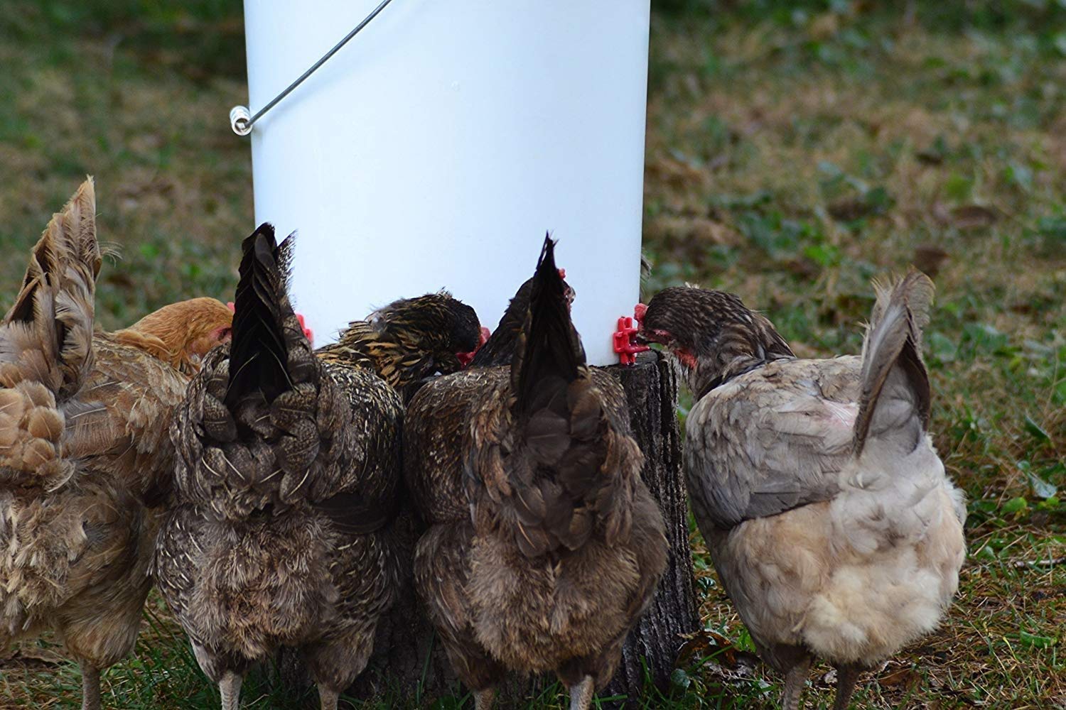RentACoop DIY Waterer Kit poultry drinking from nipples and dribble dish illustrates convenient hydration.