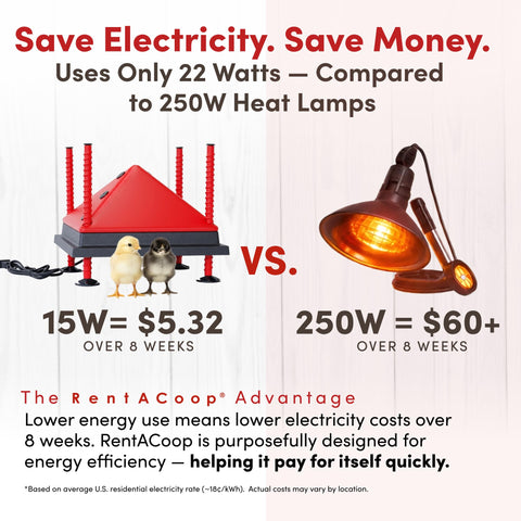 RentACoop energy-saving 22W plate lowers power use while keeping chicks warm.