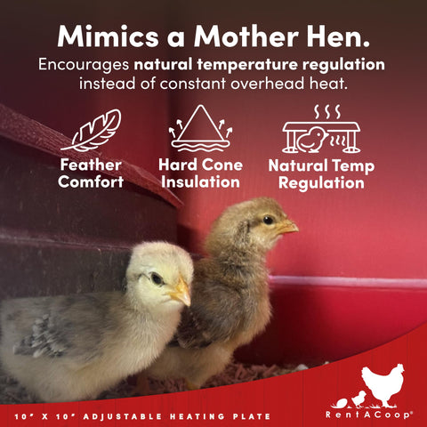 RentACoop removable comfort feathers simulate mother hen warmth