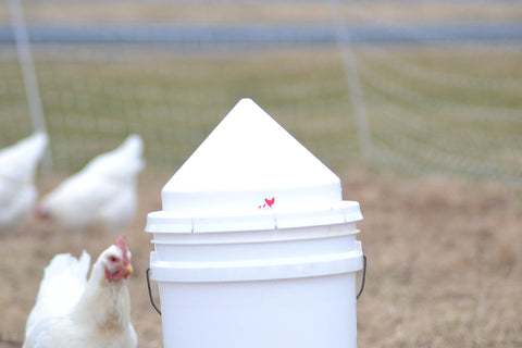 RentACoop anti-roost cone on a round bucket feeder for tidy, spill-free feeding.