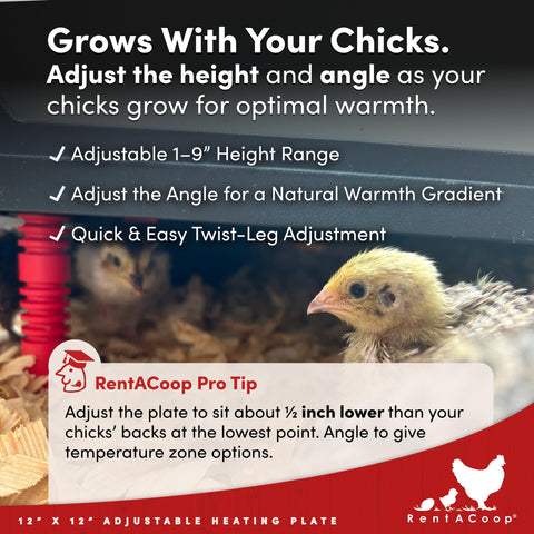 RentACoop safe brooder setup with a sturdy, thermostat-free design.