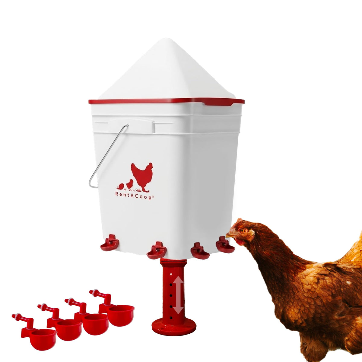 RentACoop waterer corner-bucket demonstrates high capacity for fewer refills.