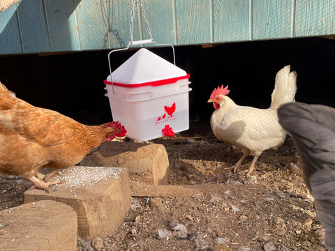 RentACoop waterer with four nipples and dribble dishes for a cleaner coop