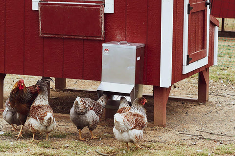 RentACoop weatherproof design endures year-round outdoor use.