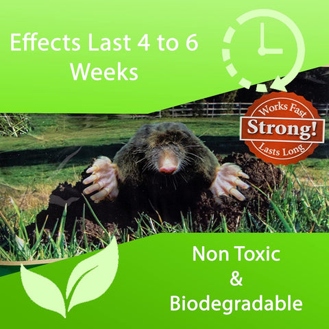 Repellex long-lasting protection lasts 4–6 weeks in outdoor spaces