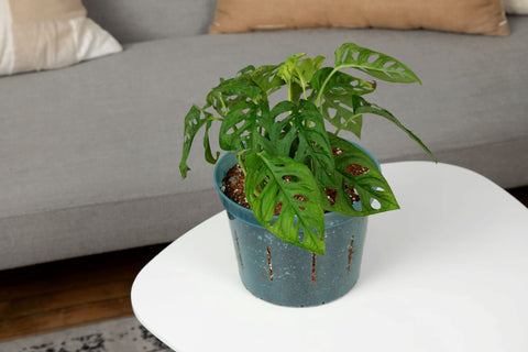 rePotme crystal clear pot showcases root growth and plant health.