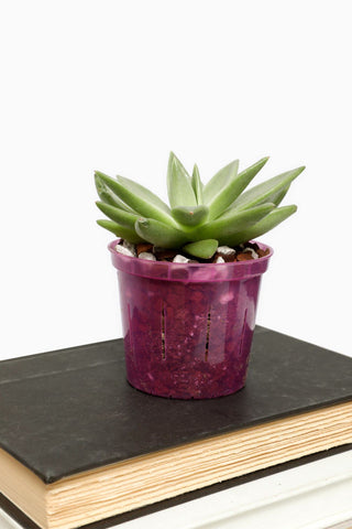 Repotme easy-to-clean pot with reliable drainage for neat repotting