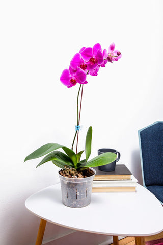 rePotme orchid food concentrated formula ready to mix