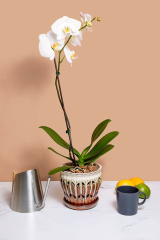 Promotes robust growth and blooming for orchids with rePotme Feed Me
