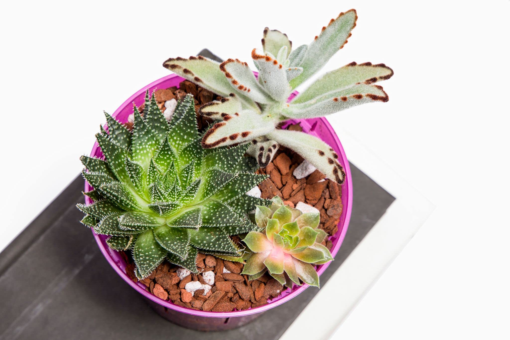 rePotme airflow design boosts root health and prevents moisture buildup