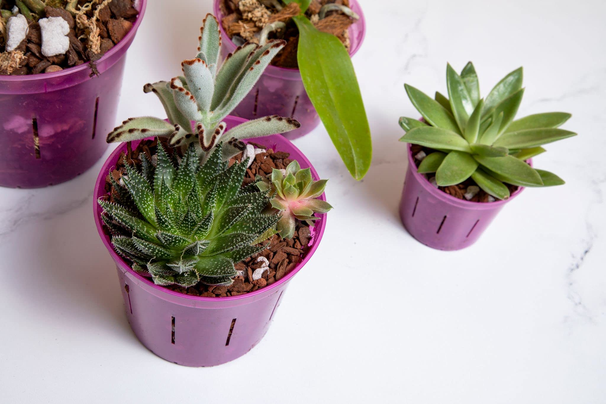 rePotme slot pot works with various orchid mixes and plants
