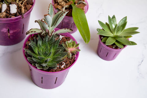 rePotme slot pot works with various orchid mixes and plants