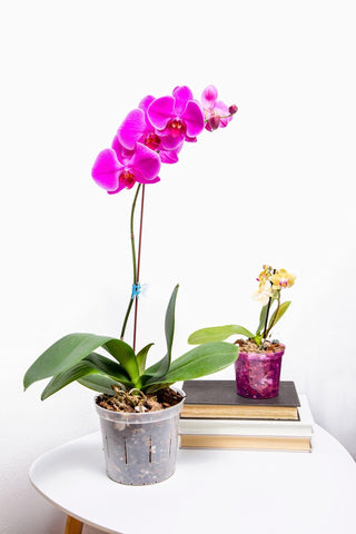 Repotme orchid potting mix demonstrates universal compatibility with fertilizers and pots.