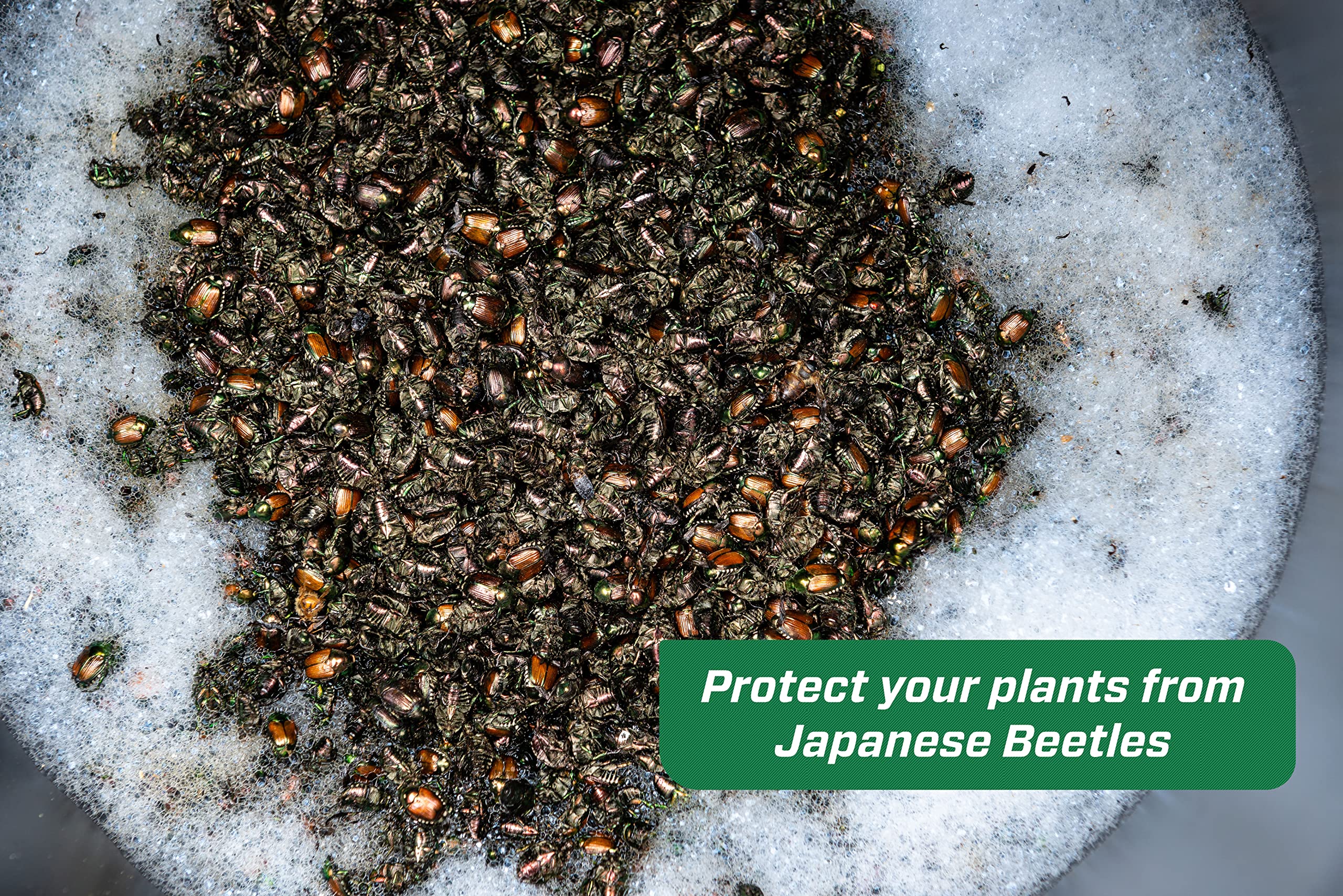 RESCUE! Placement illustrating 30-foot distance from plants for beetle diversion
