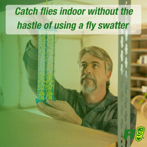 RESCUE! Fly TrapStik fruit fly capture demonstrating odor-free attraction