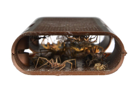 RESCUE! Spider Trap packaging image shows three-pack bundle
