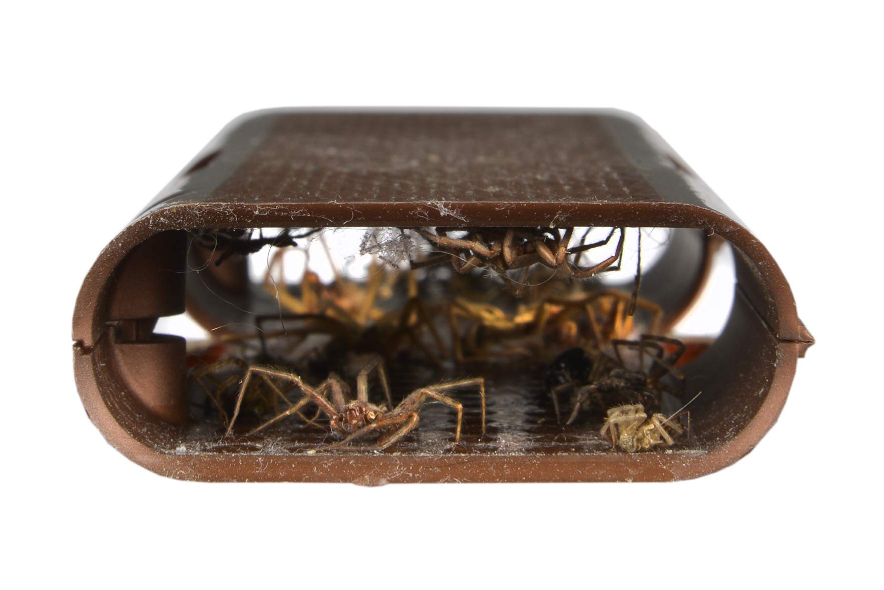 RESCUE! Spider Traps indoor-placement fits corners and entryways.