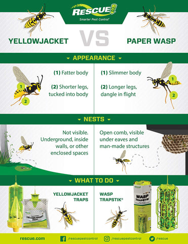 RESCUE! Yellowjacket trap setup illustration demonstrates quick deployment.