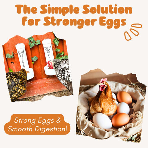 Revolutionary Chicken drainage holes keep contents dry in the coop.