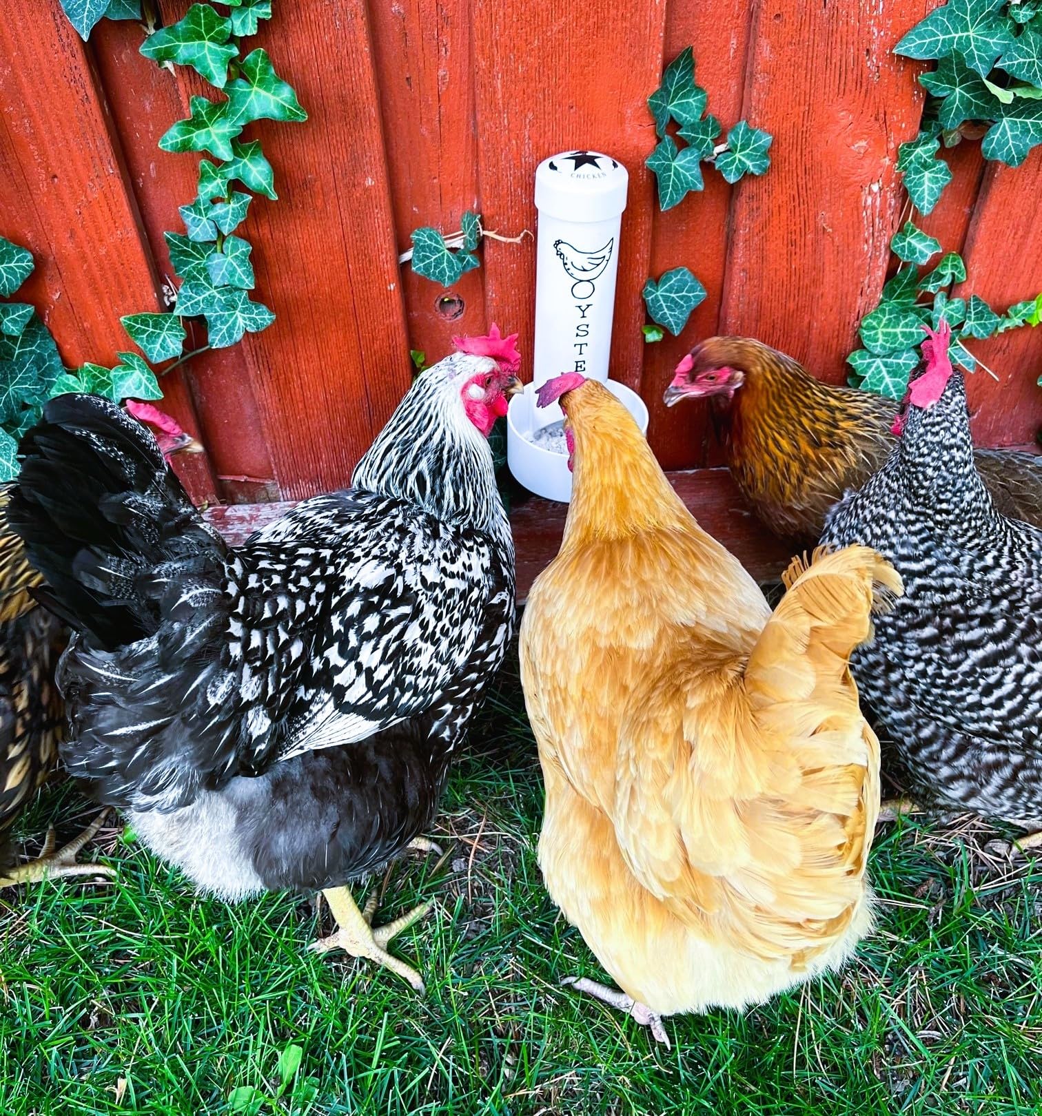 Revolutionary Chicken Oyster Shell Feeder dispensing shells encourages natural calcium intake.
