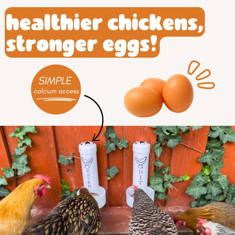 Revolutionary Chicken Oyster Shell Feeder compatible with roosters.