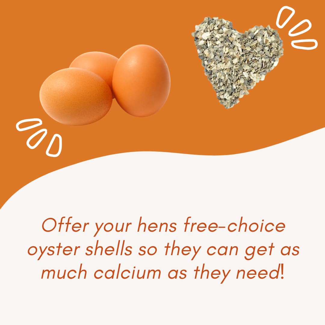 Revolutionary Chicken Oyster Shell Feeder sturdy coop accessory.