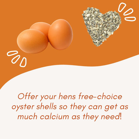 Revolutionary Chicken Oyster Shell Feeder sturdy coop accessory.