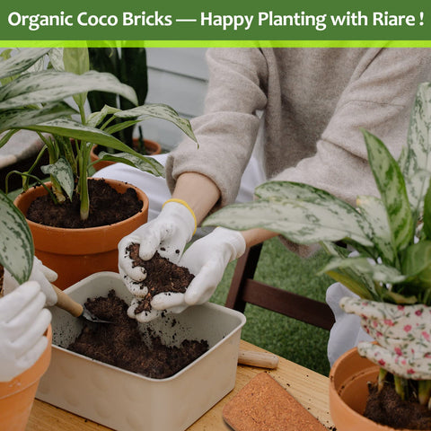 Riare Coco Coir Bricks support seed germination and seedling growth.