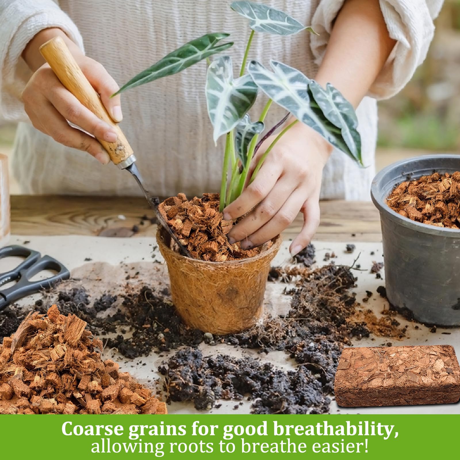 Riare coco husk substrate promoting healthy root growth