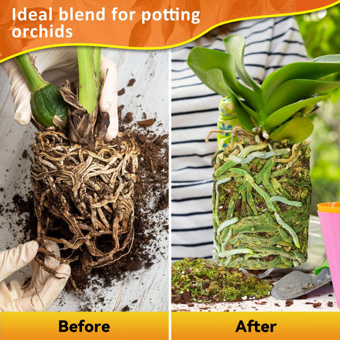 Riare coco peat detail showing nutrient-rich moisture retention for orchids.
