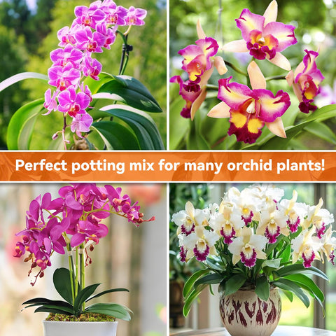 Riare forest moss texture in premium orchid mix for balanced hydration.