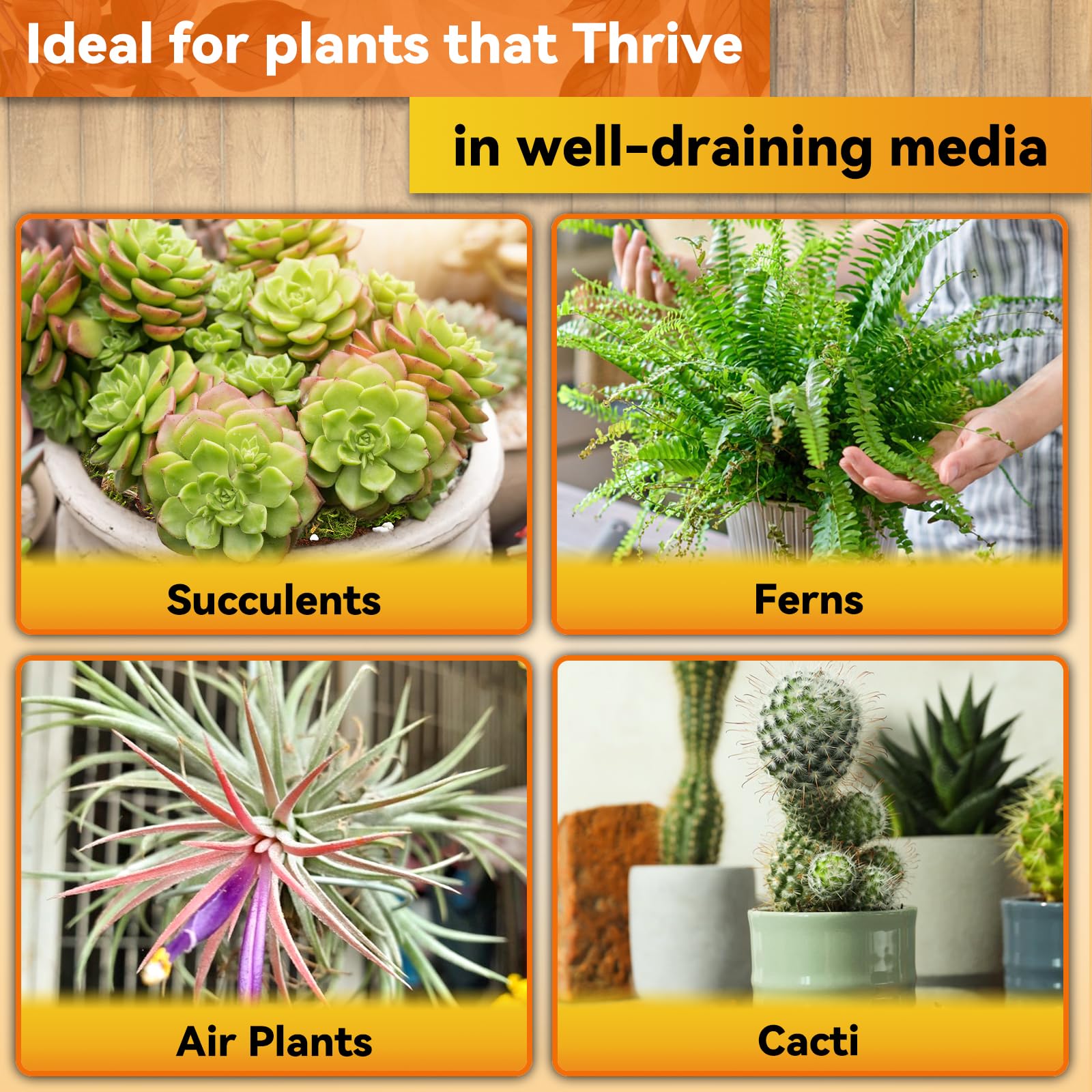 Riare indoor orchid potted plant with fresh growth using the mix kit.
