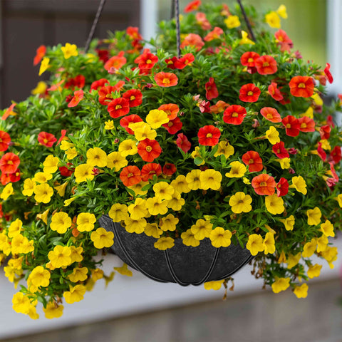 Riare black liner complements planters for stylish home decor