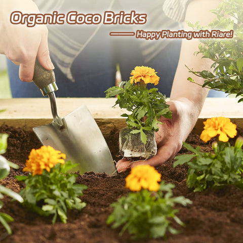 Riare microgreens thriving with coco coir bricks substrate