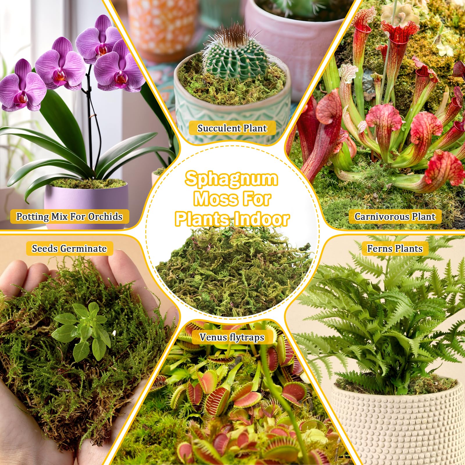 Riare moss suits aquariums and glass terrariums for mini landscapes