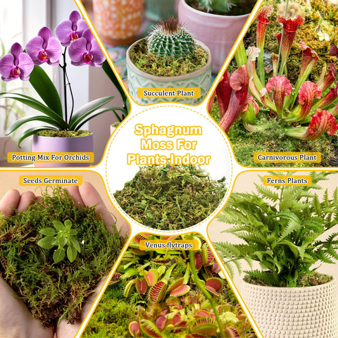 Riare moss suits aquariums and glass terrariums for mini landscapes