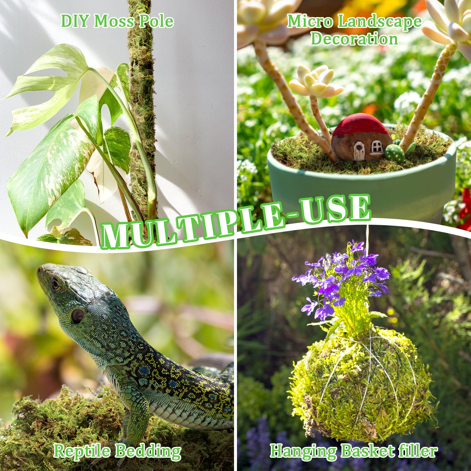 Riare moss for reptile habitats offering humidity retention and soft bedding.