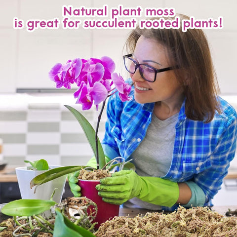 Riare moss for crafts decorates terrariums and plant displays with natural texture