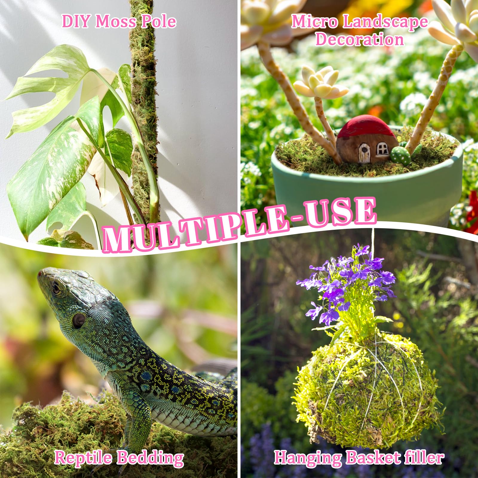 Riare moss for decorative mini landscapes in glass containers