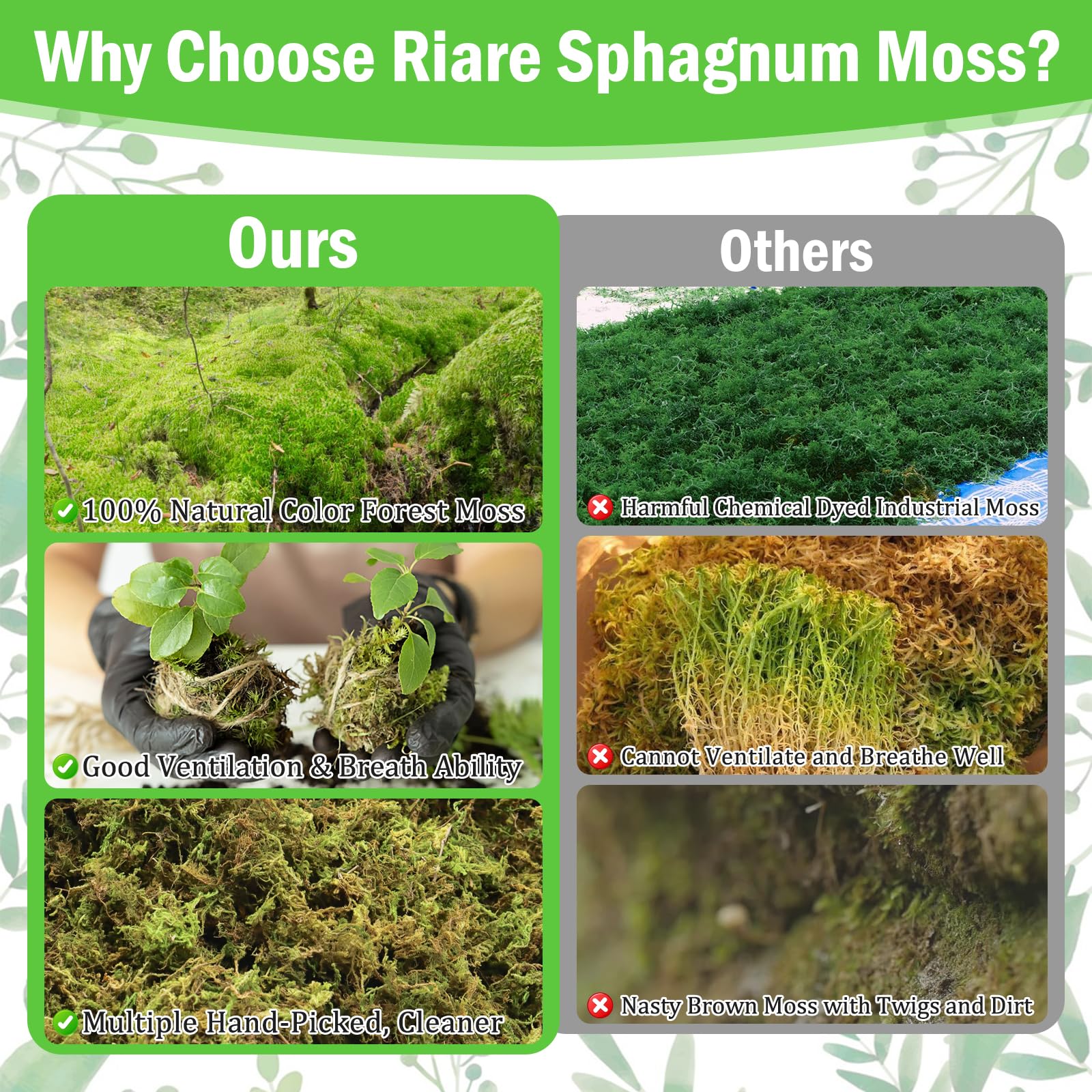 Riare moss used in DIY crafts and miniature landscapes for a lush touch.
