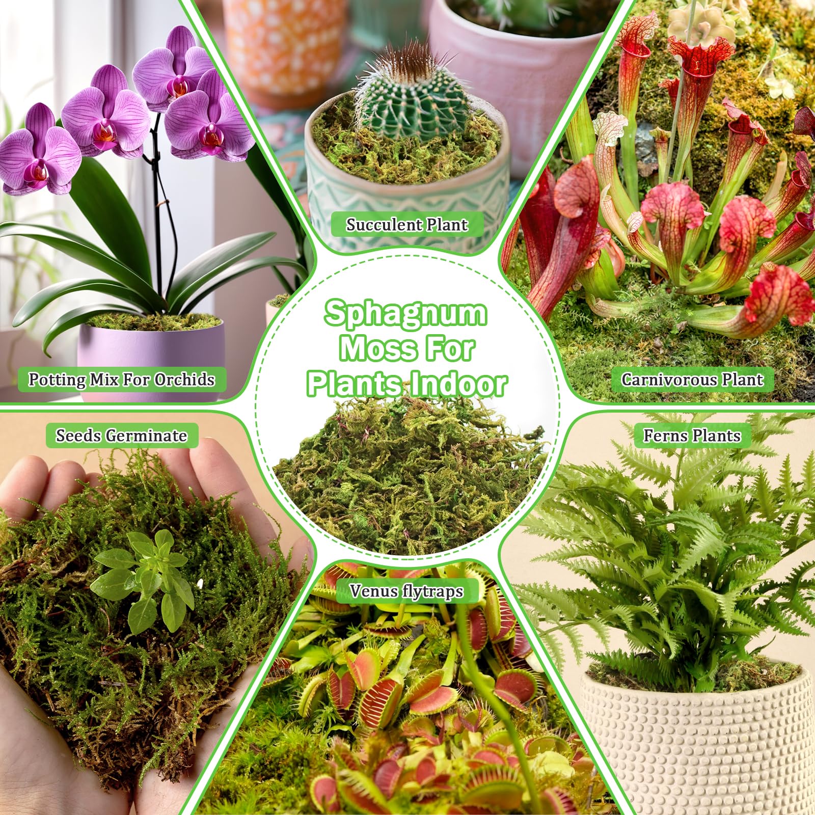 Riare natural moss retains moisture, supporting succulents and terrarium setups.