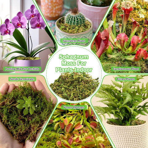 Riare natural moss retains moisture, supporting succulents and terrarium setups.