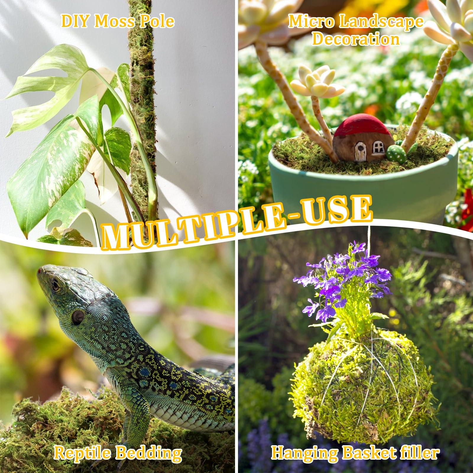 Riare moss in reptile habitats maintains humidity and odor control